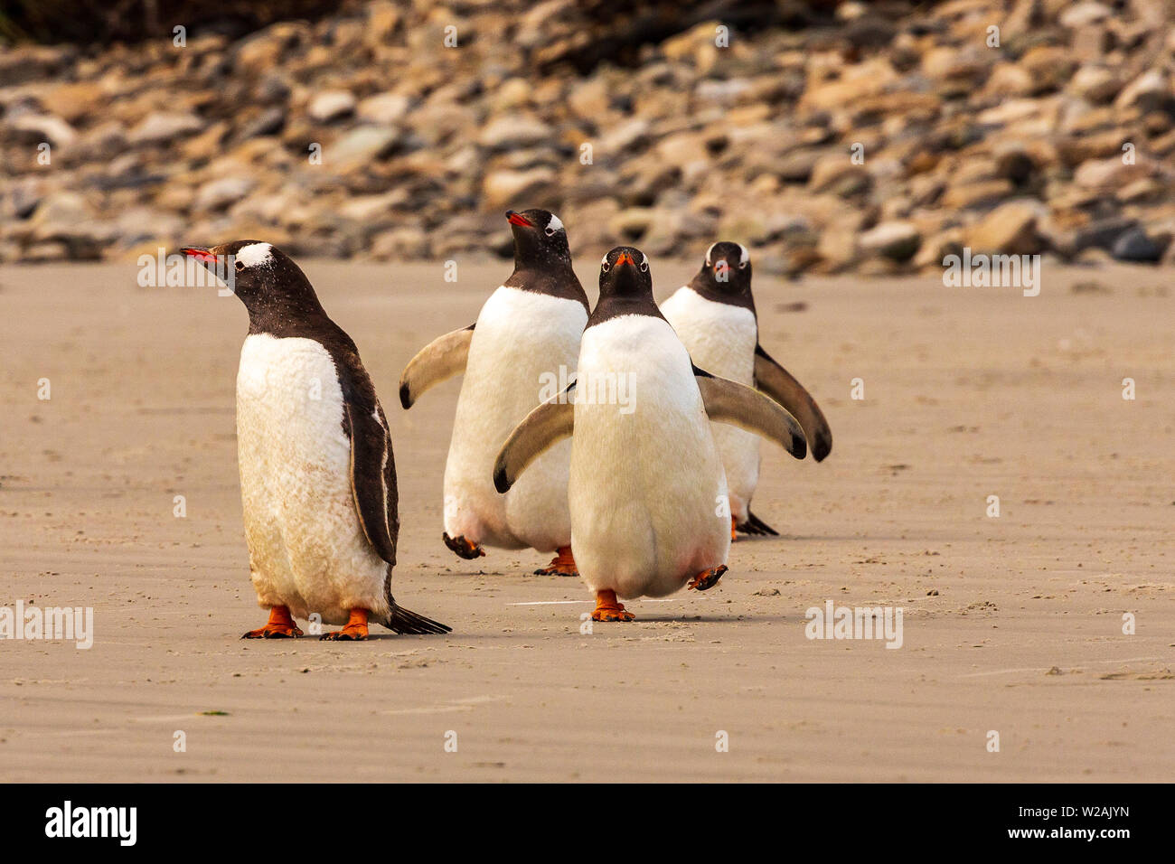 three Gentoo penguins face on to the camera walk across the beach on carcass island in a typical jaunty fashion. Cute photo. Stock Photo