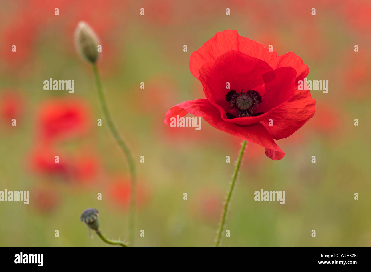 Flower of wild poppy (Papaver rhoeas) with out of focus flowers in background, Cambridgeshire Stock Photo