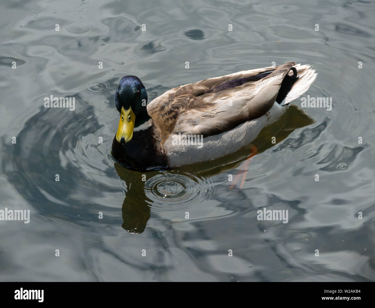 One Male (Drake) Mallard Duck (Anas platyrhynchos) floating on lake water in England, UK Stock Photo