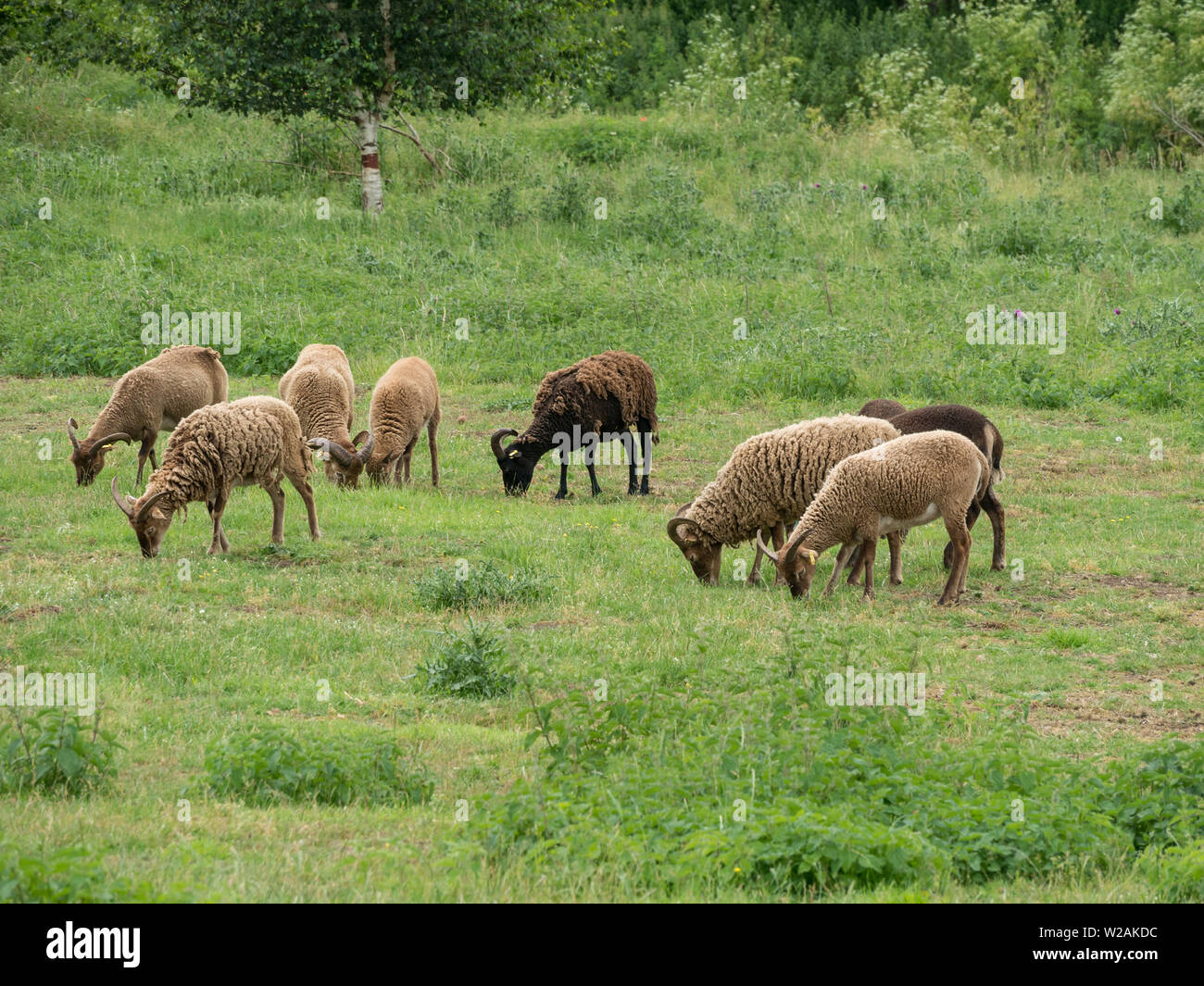 A flock of Soay sheep, a rare breed domestic sheep (Ovis aries) with horns and brown woolly fleeces grazing in grass field in Cambridgeshire, UK Stock Photo