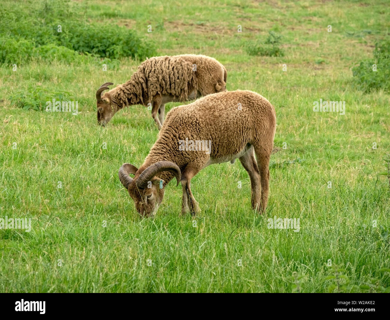 Two Soay sheep, a rare breed domestic sheep (Ovis aries) with horns and brown woolly fleeces grazing in grass field in Cambridgeshire, UK Stock Photo