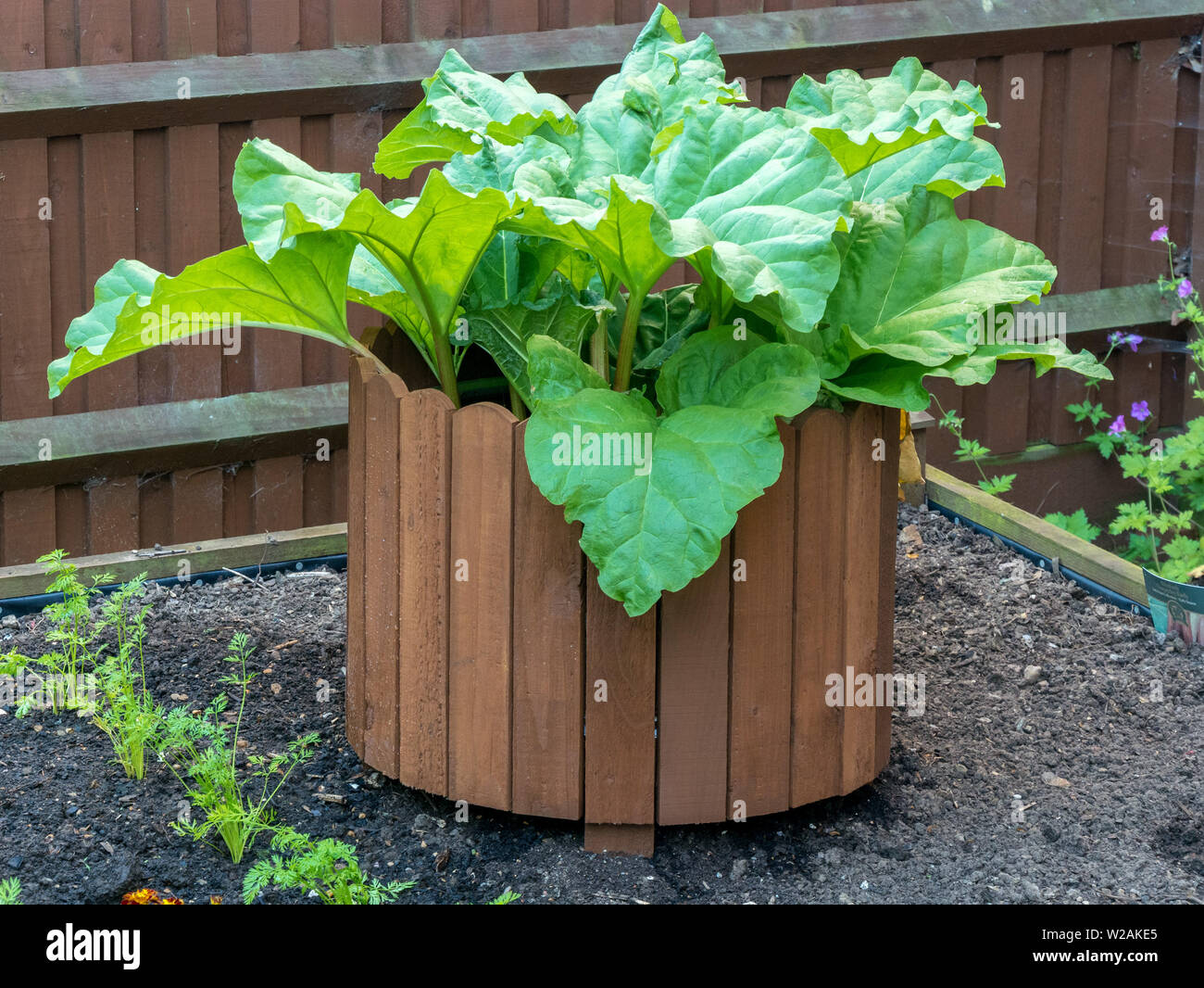 Timperley Early Rhubarb growing inside circular enclosure which provides protection from wind and partial forcing, domestic vegetable garden, UK Stock Photo