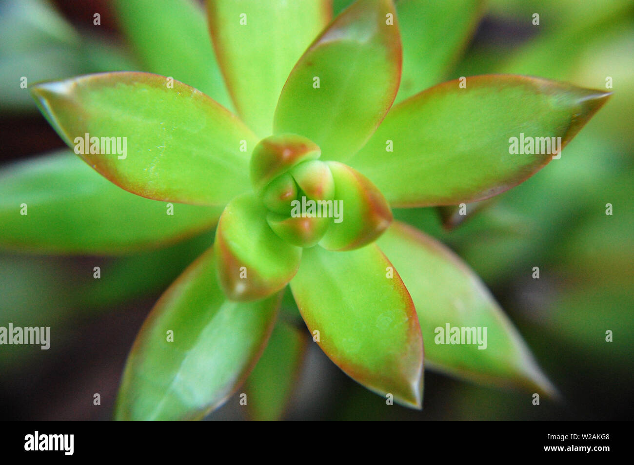 Macro shot of Sedum Adolphi (Firestorm). Stock Photo