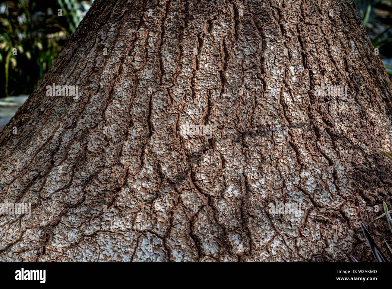 Beaucarnea recurvata;  elephants foot tree bark - texture or background copyspace Stock Photo