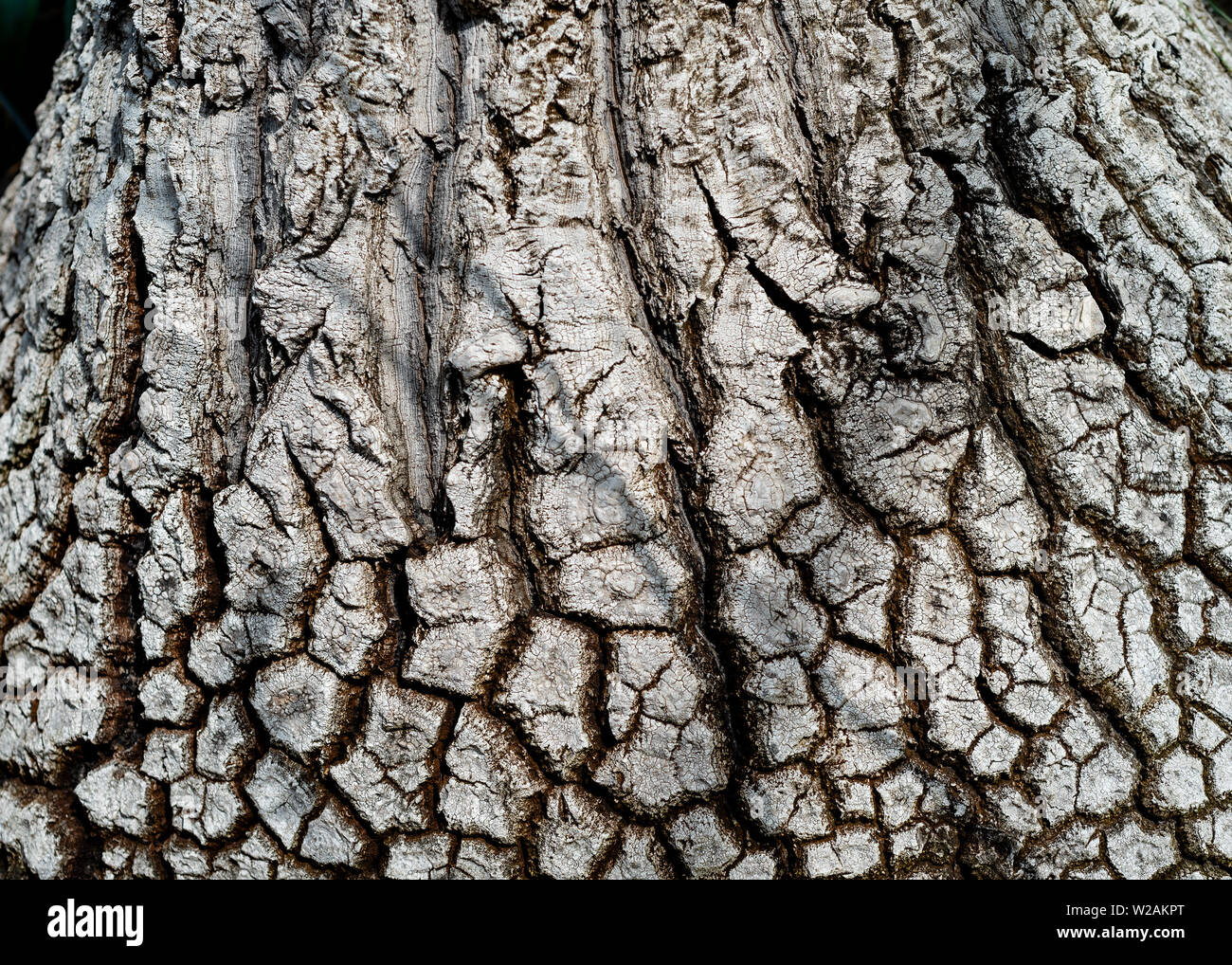Beaucarnea recurvata;  elephant's foot tree bark - texture or background copyspace Stock Photo