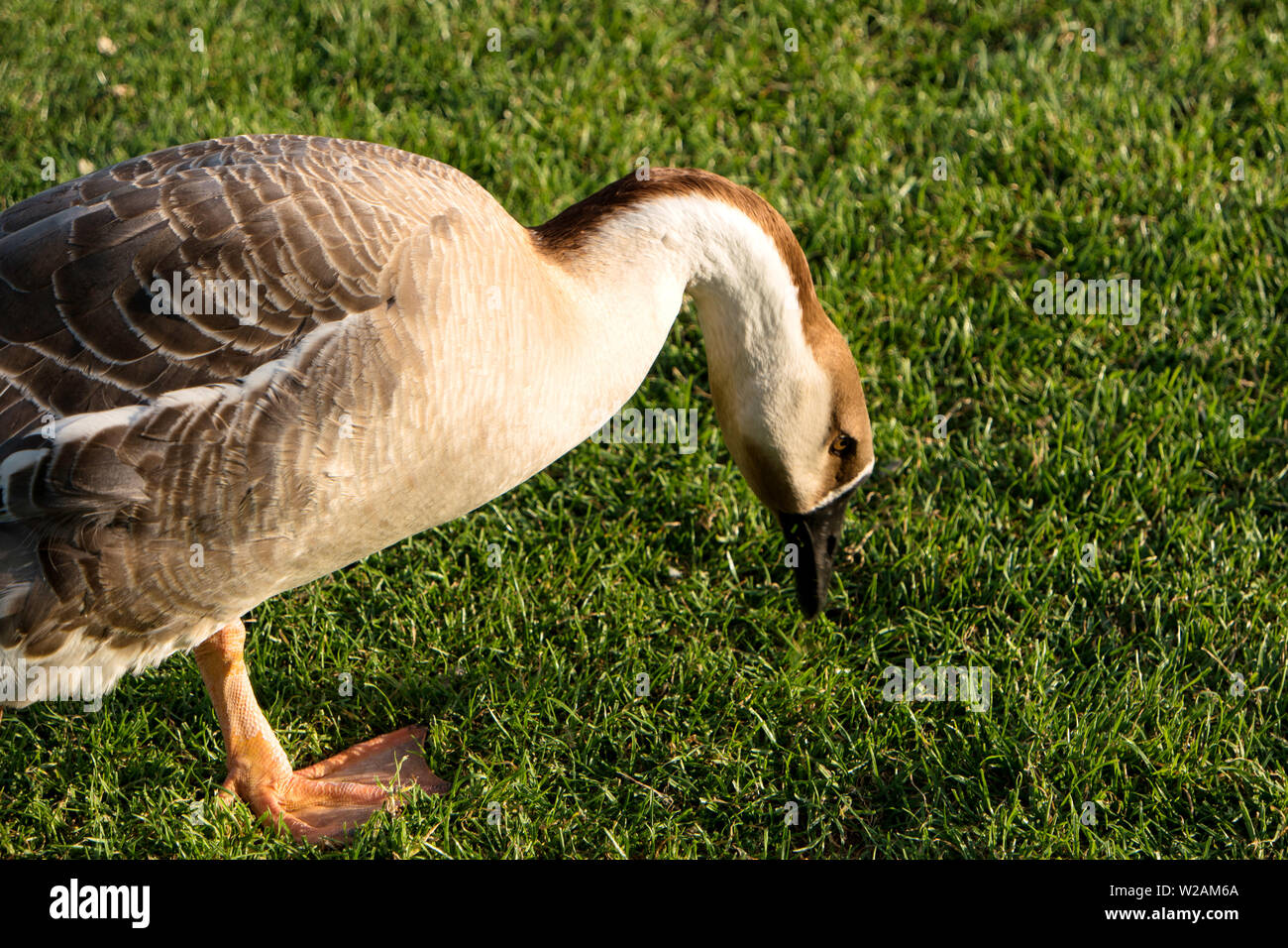 Anser cygnoides chicks hires stock photography and images Alamy