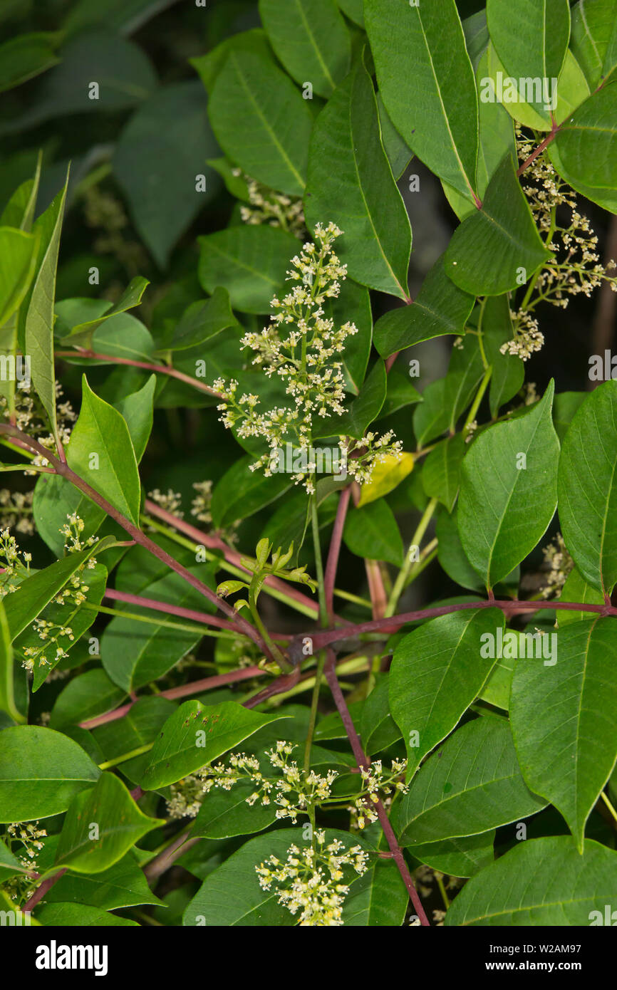 Poison Sumac High Resolution Stock Photography and Images Alamy