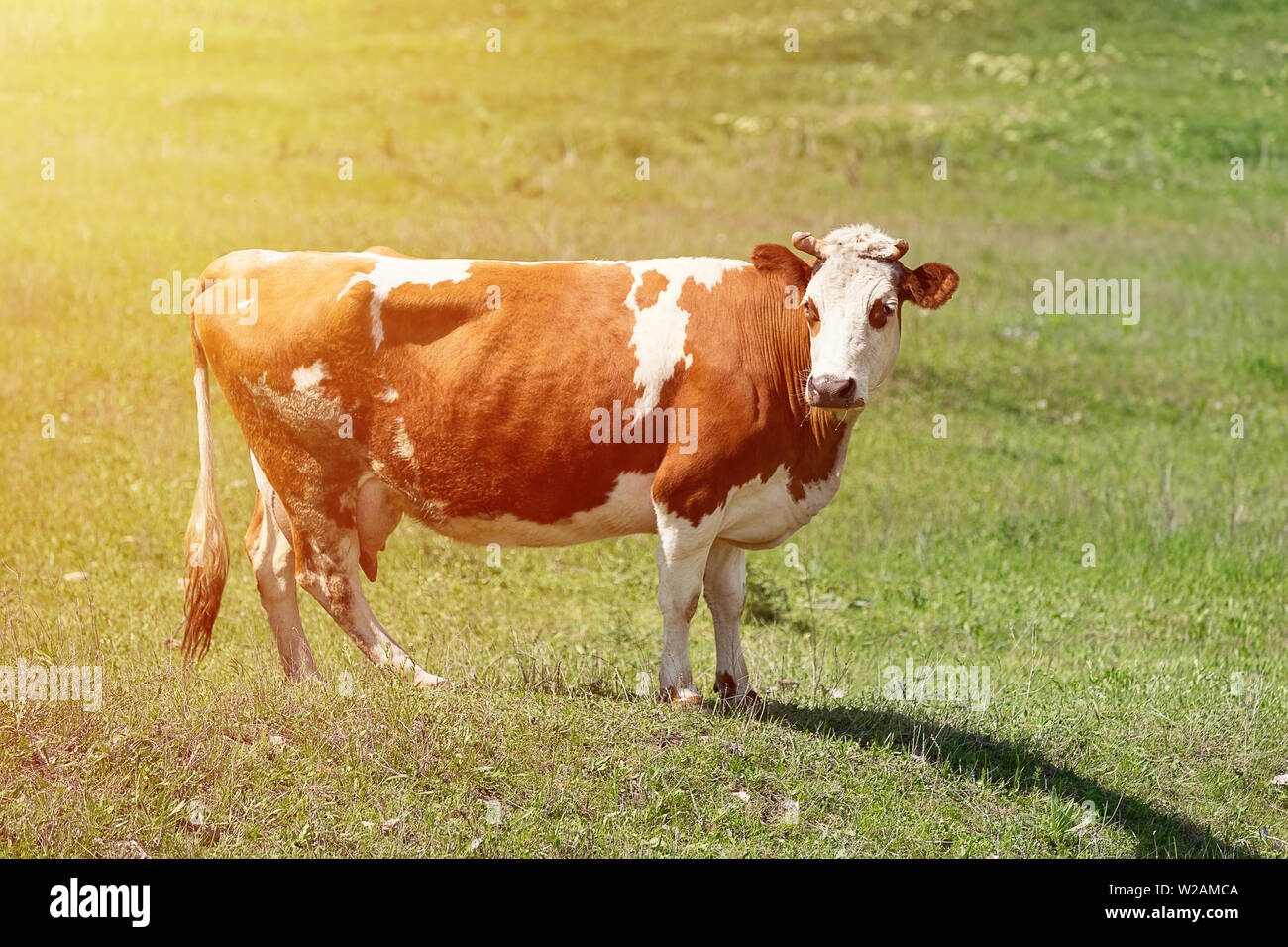 Breeding and Rearing of Cattle - Milk and Beef Production