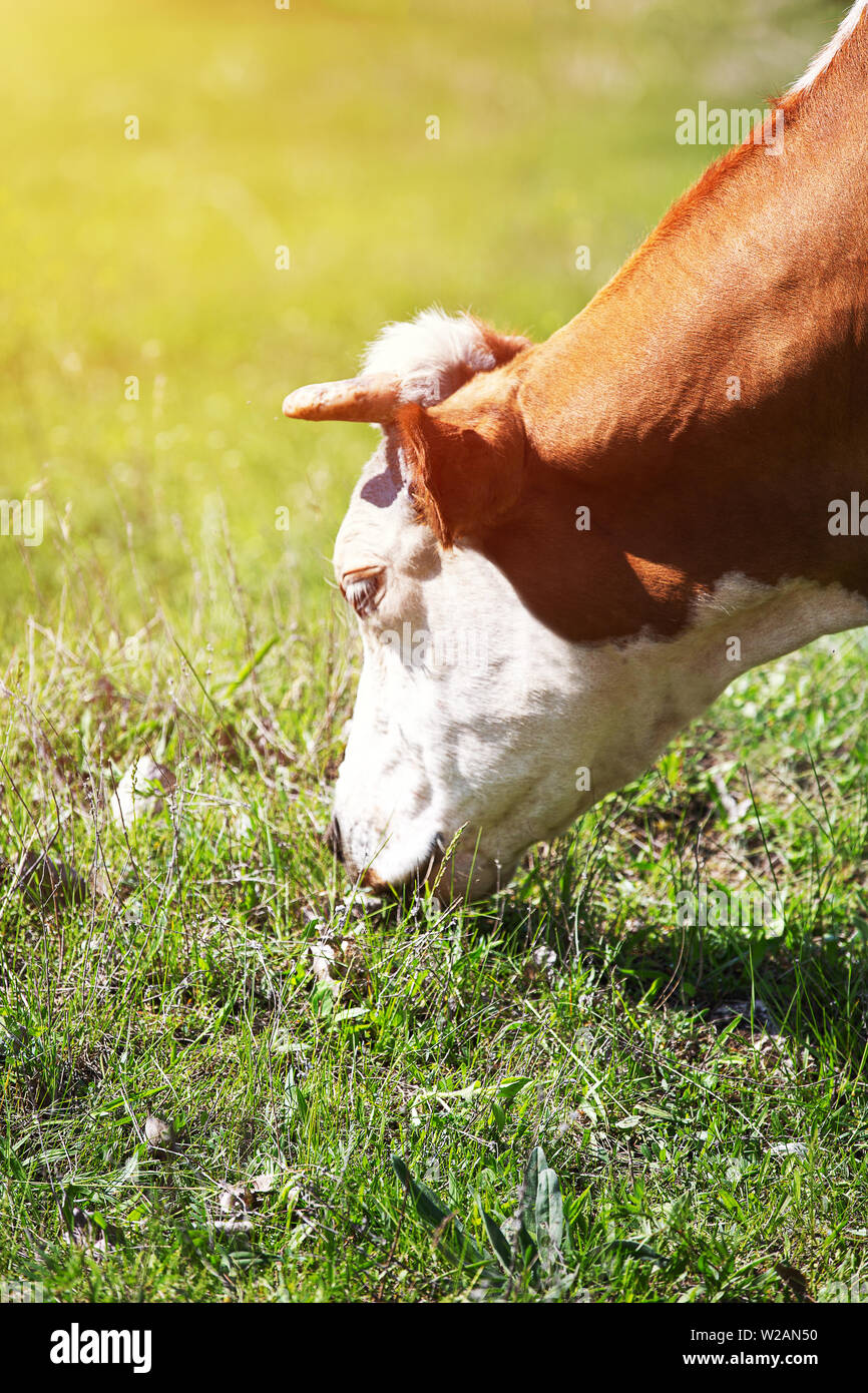 Breeding and Rearing of Cattle - Milk and Beef Production