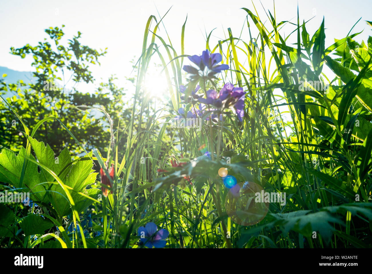Purple Meadow Flowers Stock Photo - Alamy