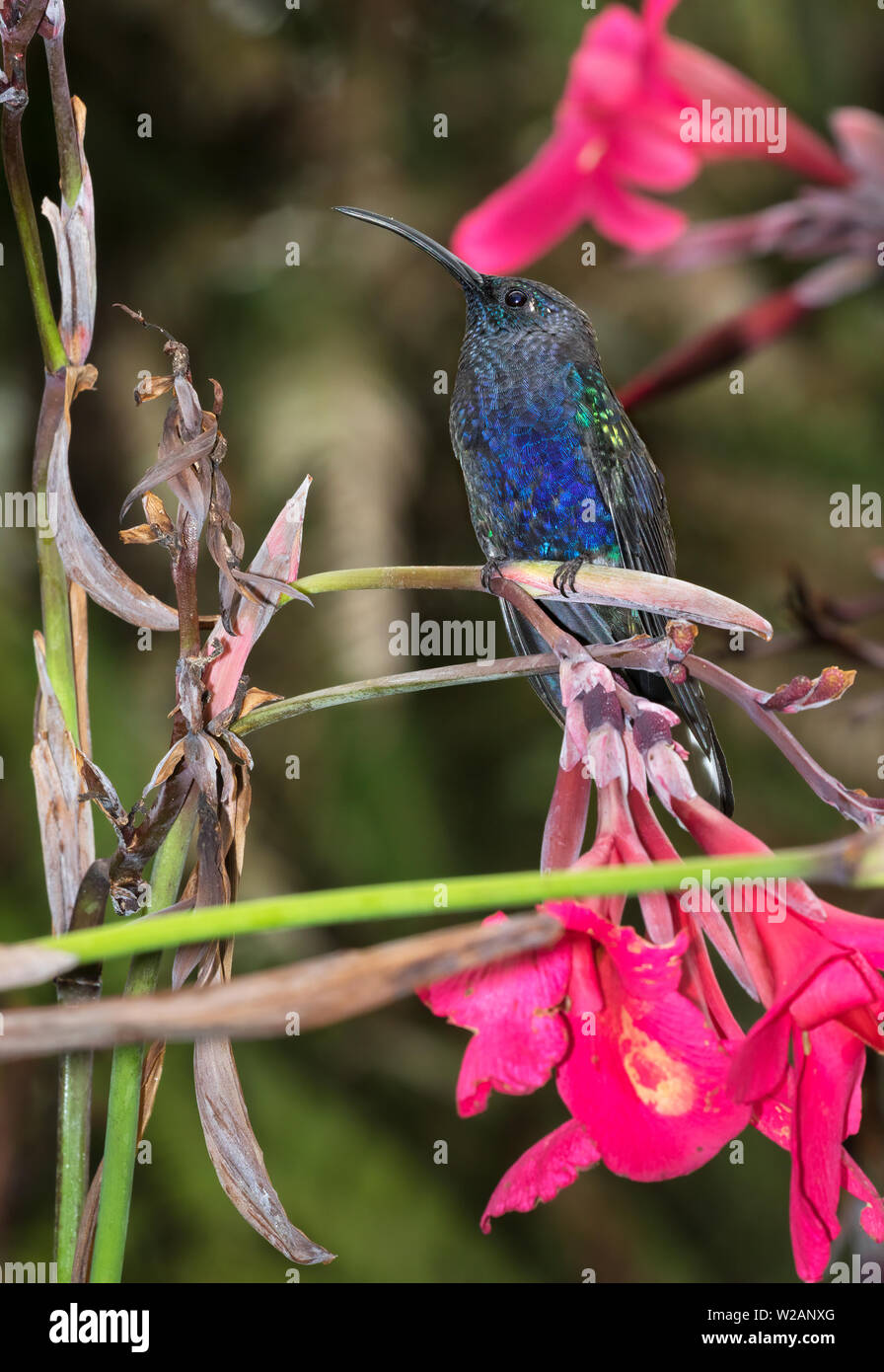 Violet sabrewing (Campylopterus hemileucurus), Alajuela, Costa Rica Stock Photo