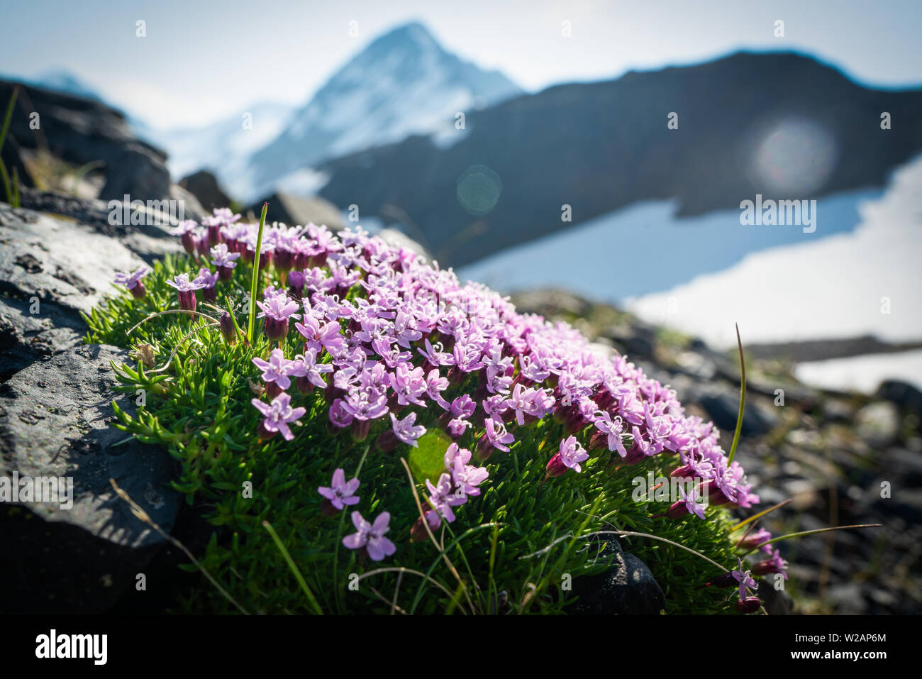 Purple Alpine Flowers Stock Photo