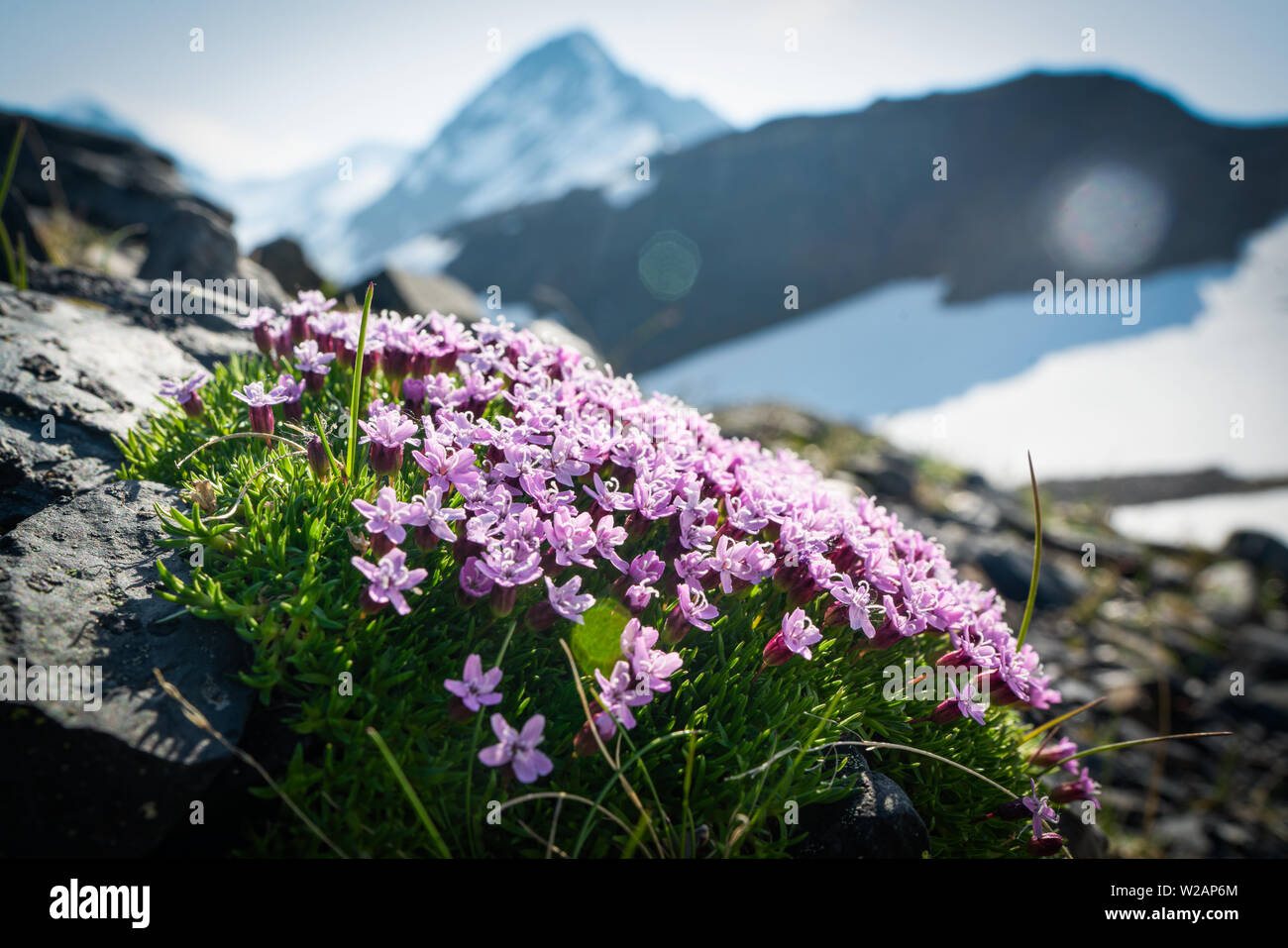 Purple alpine flowers hi-res stock photography and images - Alamy