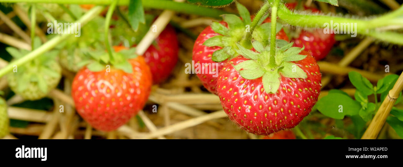 five ripe red strawberries growing in strawberry patch, surrounding the strawberries are the green leaves of the strawberry patch, horizontal format Stock Photo