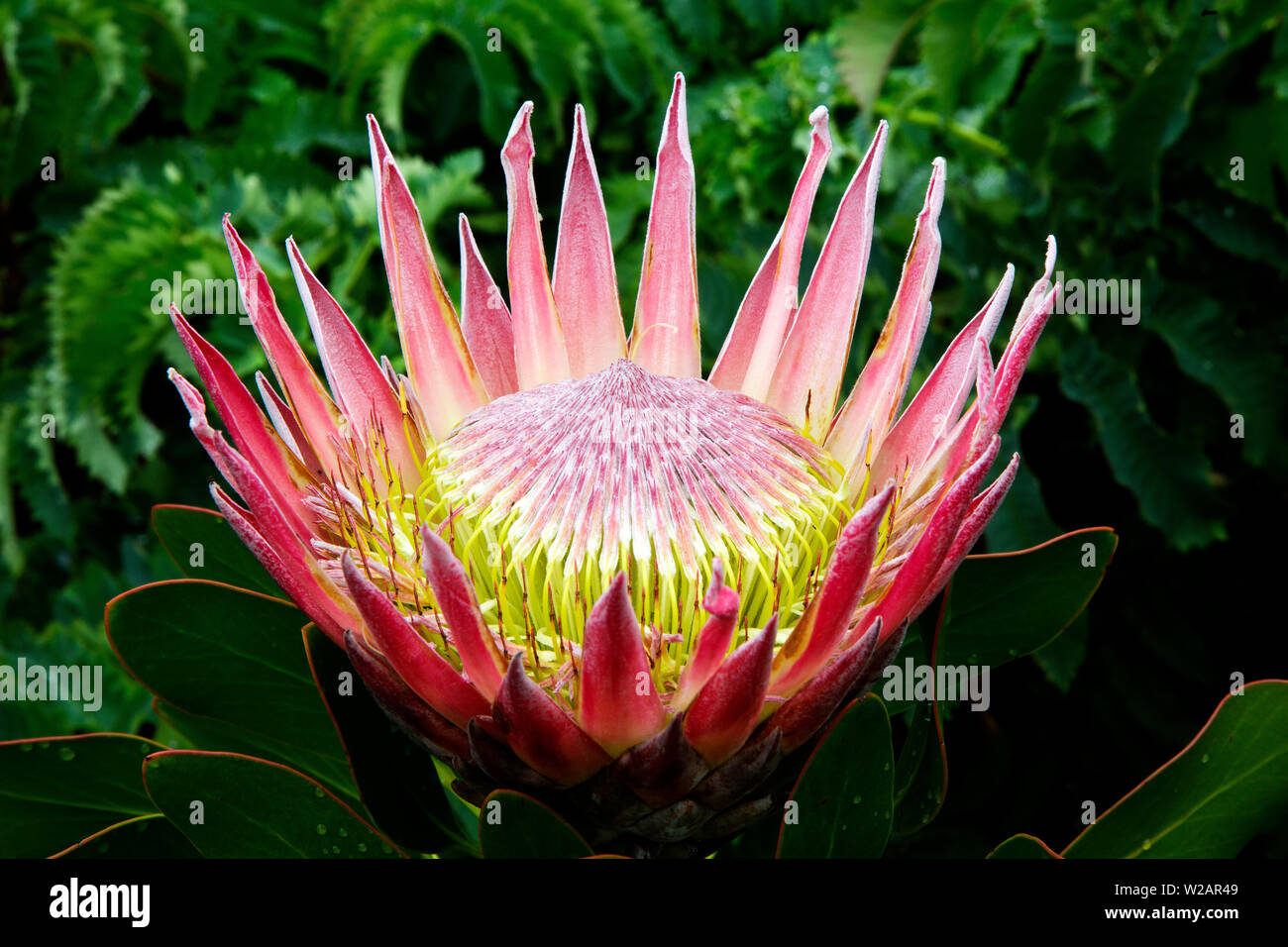 The beautiful King Protea is the South Africa´s National flower, Kirstenbosch National Botanical Garden, Capetown, South Africa Stock Photo