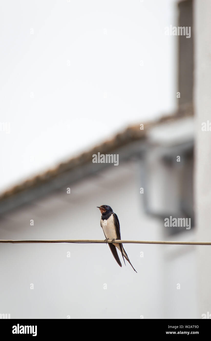 Swallow Street Stock Photos Swallow Street Stock Images Alamy
