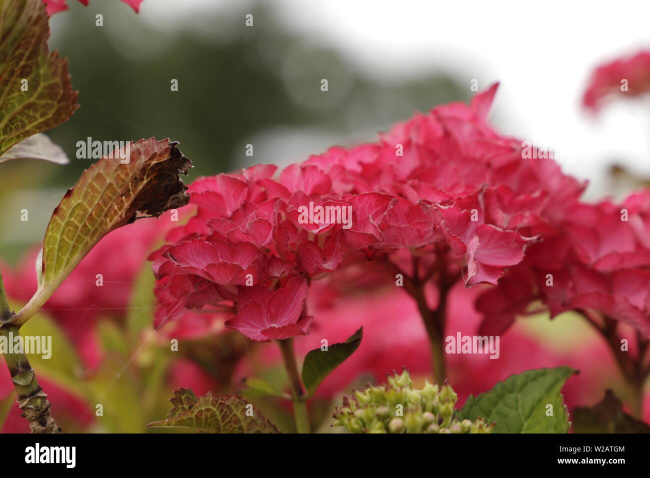 Beautiful Hydrangea flowers blooming in the summer Stock Photo