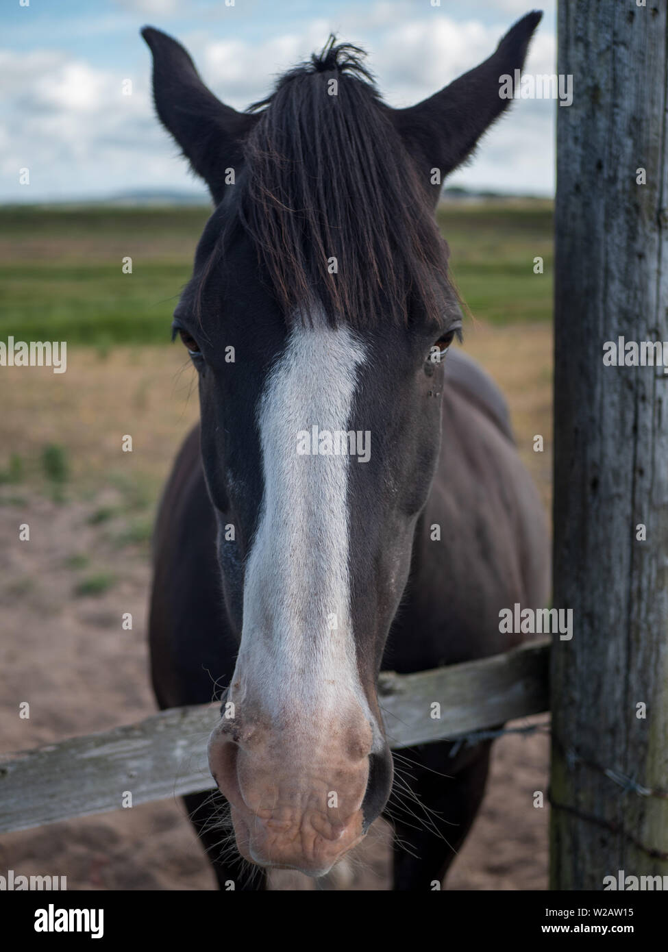 Black horse with white blaze hires stock photography and images