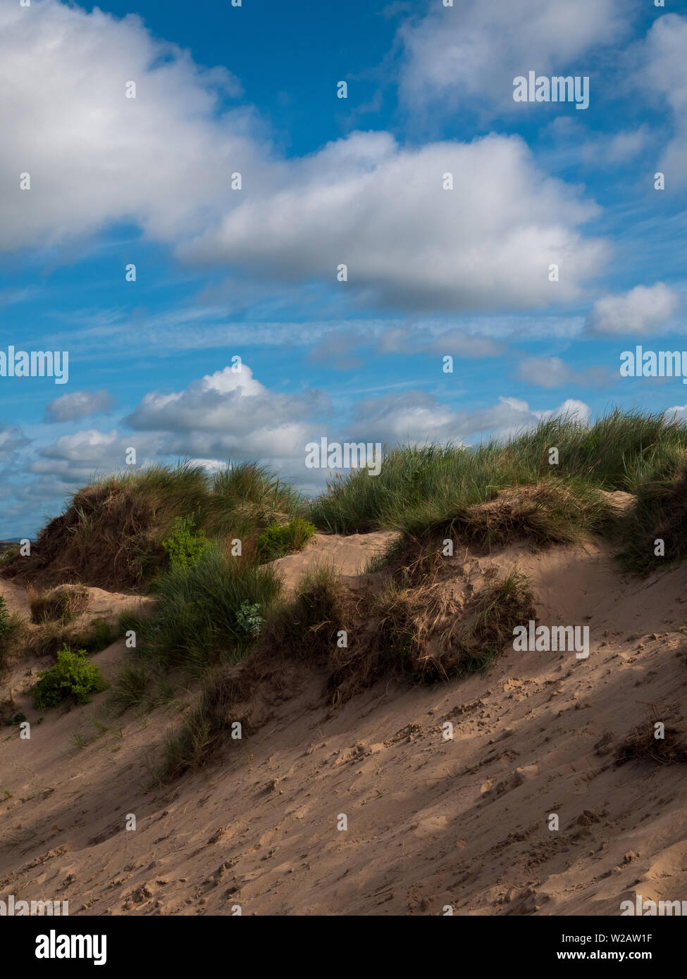 Sand dune with grasses growing on it on the North Wales coast near