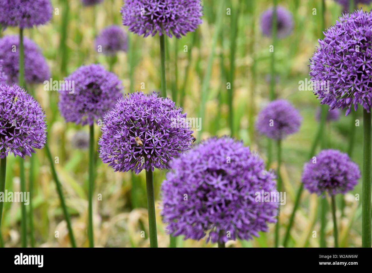 Summer Flowers in New England Stock Photo Alamy