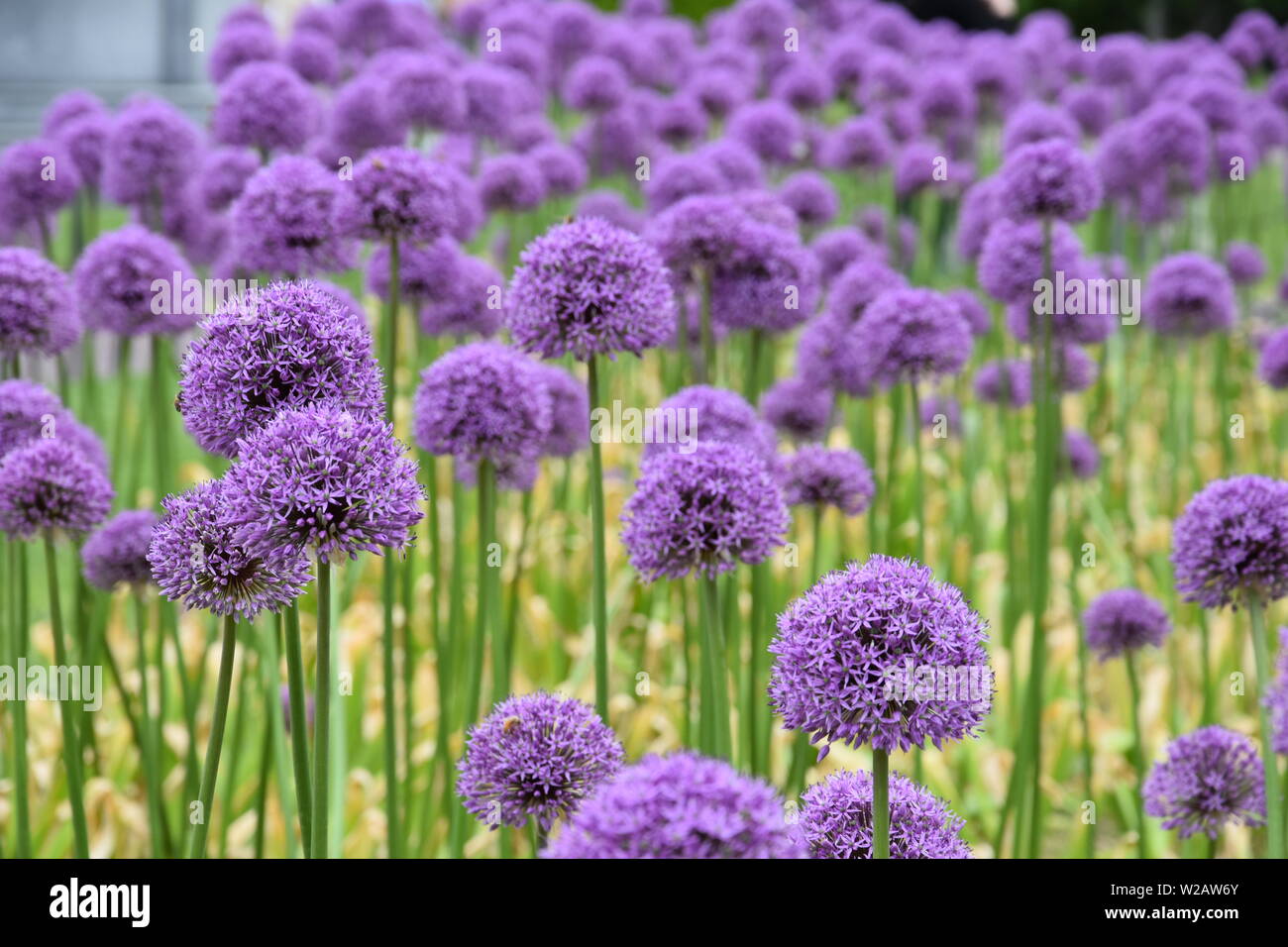 Summer Flowers in New England Stock Photo Alamy