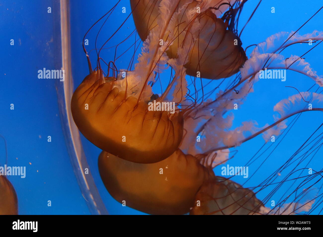 Fish at the Downtown Aquarium, Denver, Colorado Stock Photo Alamy