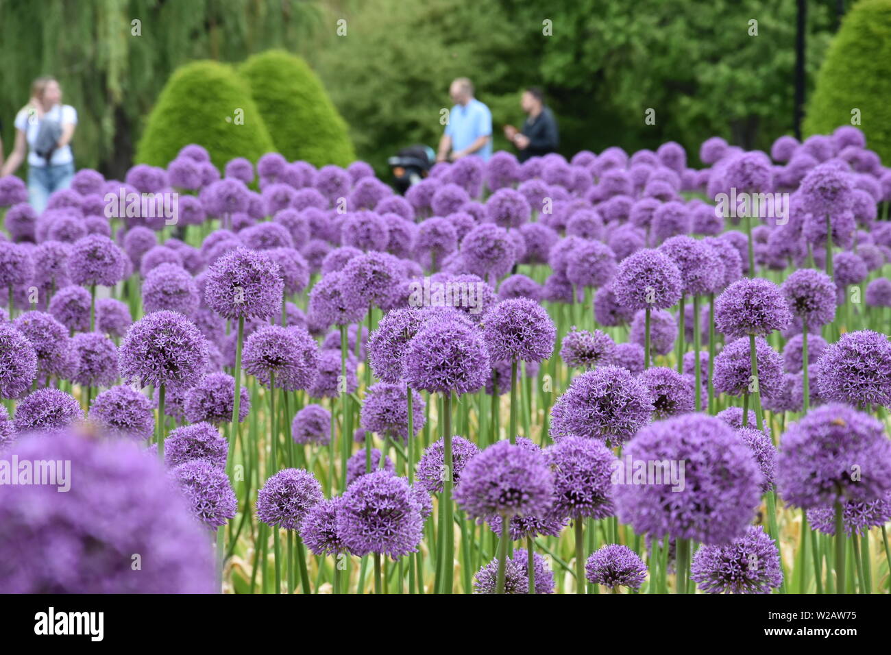 Summer Flowers in New England Stock Photo Alamy