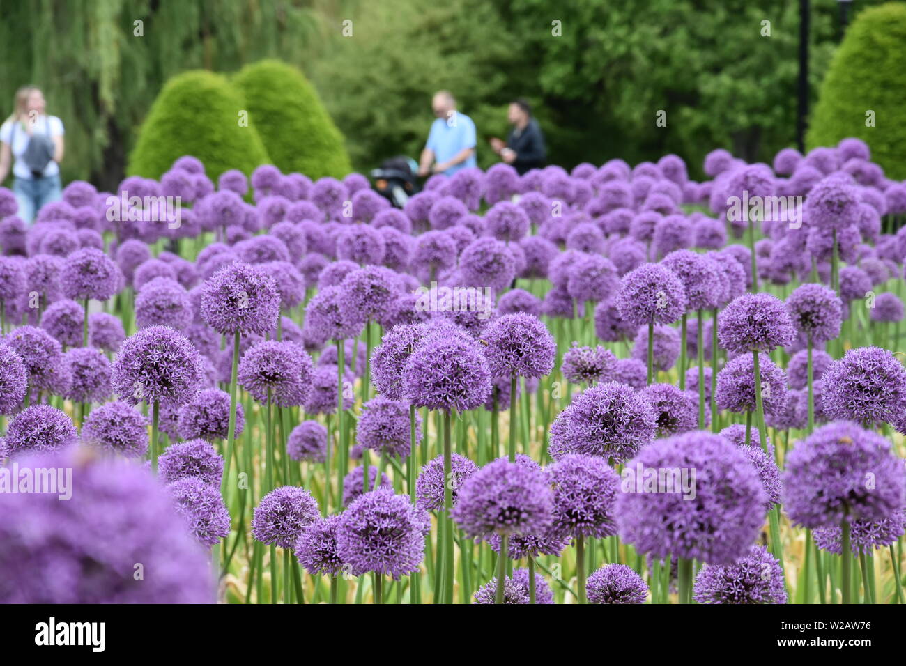 Summer Flowers in New England Stock Photo Alamy