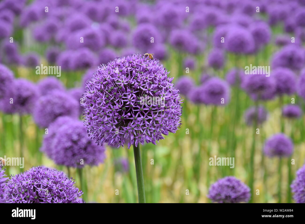 summer-flowers-in-new-england-stock-photo-alamy