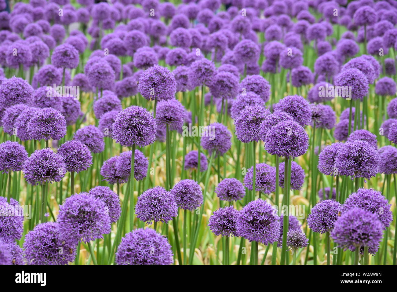 Summer Flowers in New England Stock Photo Alamy