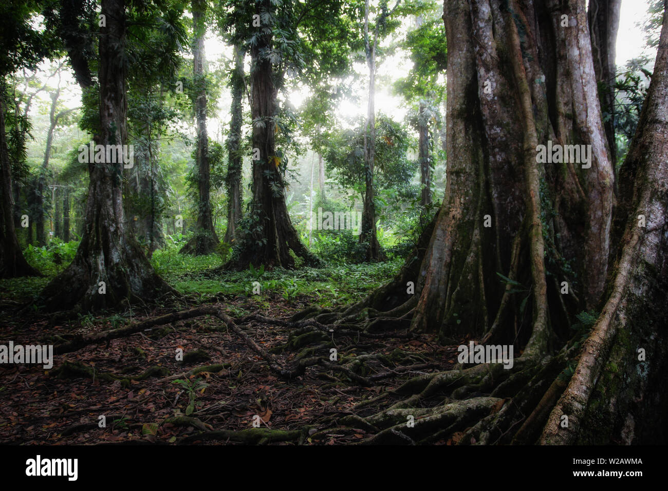 Central america rainforest hi-res stock photography and images - Alamy