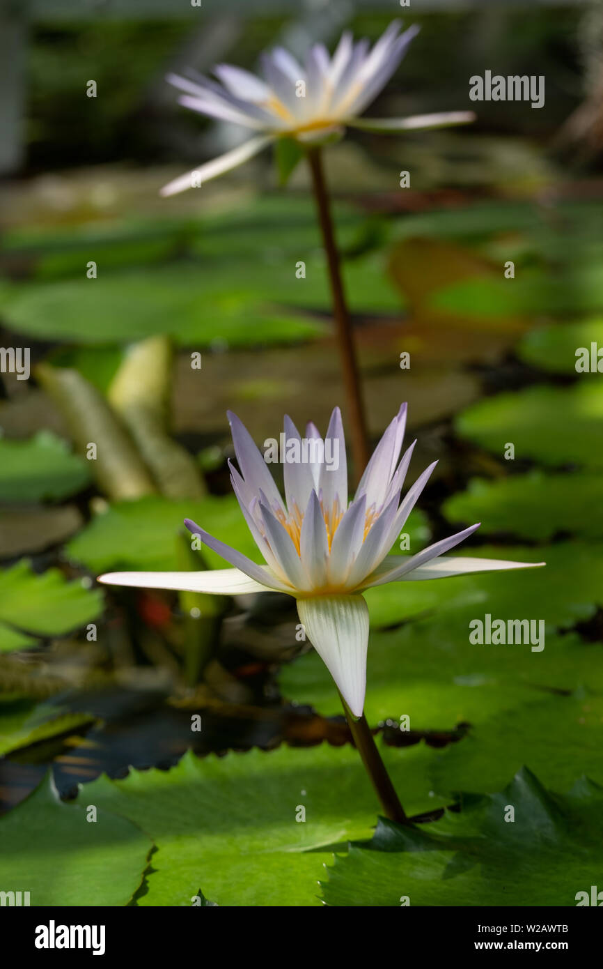 Waterlilies in the greenhouse at the Botanic Garden of the Jagiellonian University, Krakow, Poland. Stock Photo