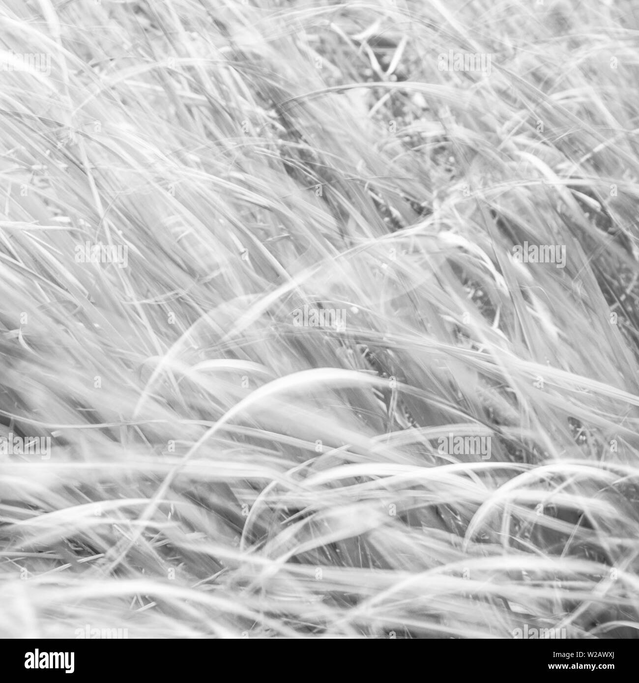 Blurred green foliage soft Black and White Stock Photos & Images - Alamy