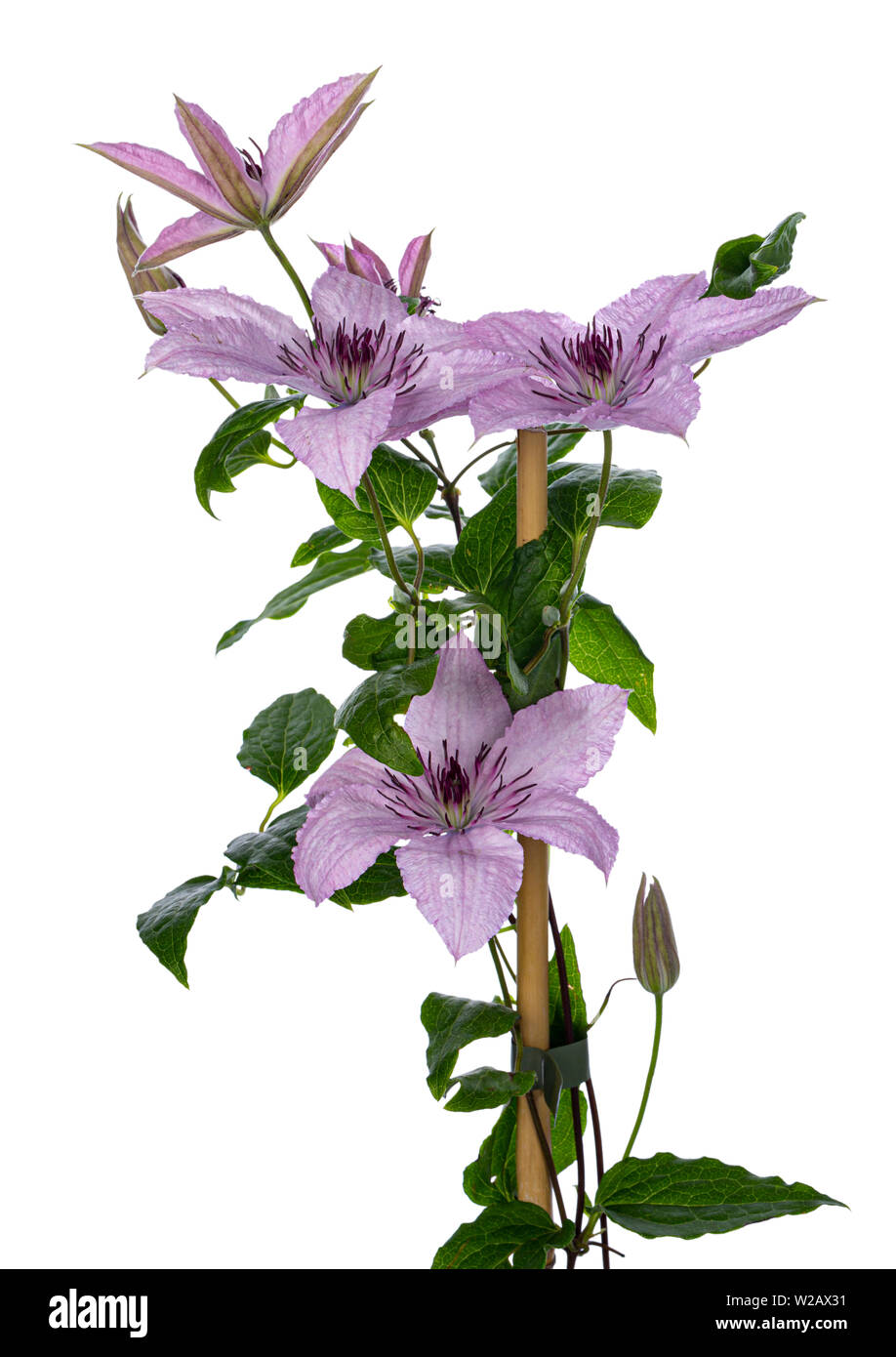 Climbing lilac / pink blooming Clematis Hagley Hybrid flowers on branch with leafs. Isolated on white background. Stock Photo