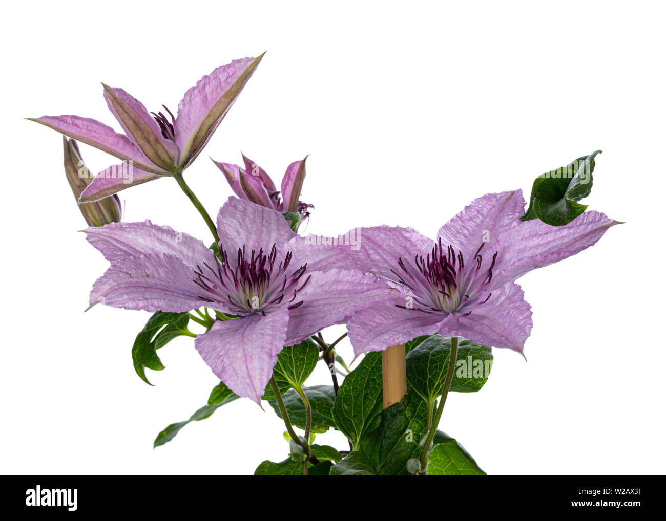 Lilac / pink blooming Clematis Hagley Hybrid flowers on branch with leafs. Isolated on white background. Stock Photo