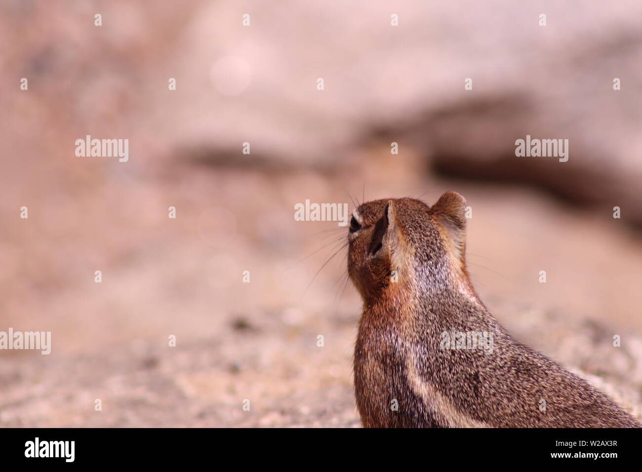 Golden-Mantled Ground Squirrel in Estes Park, Colorado Stock Photo