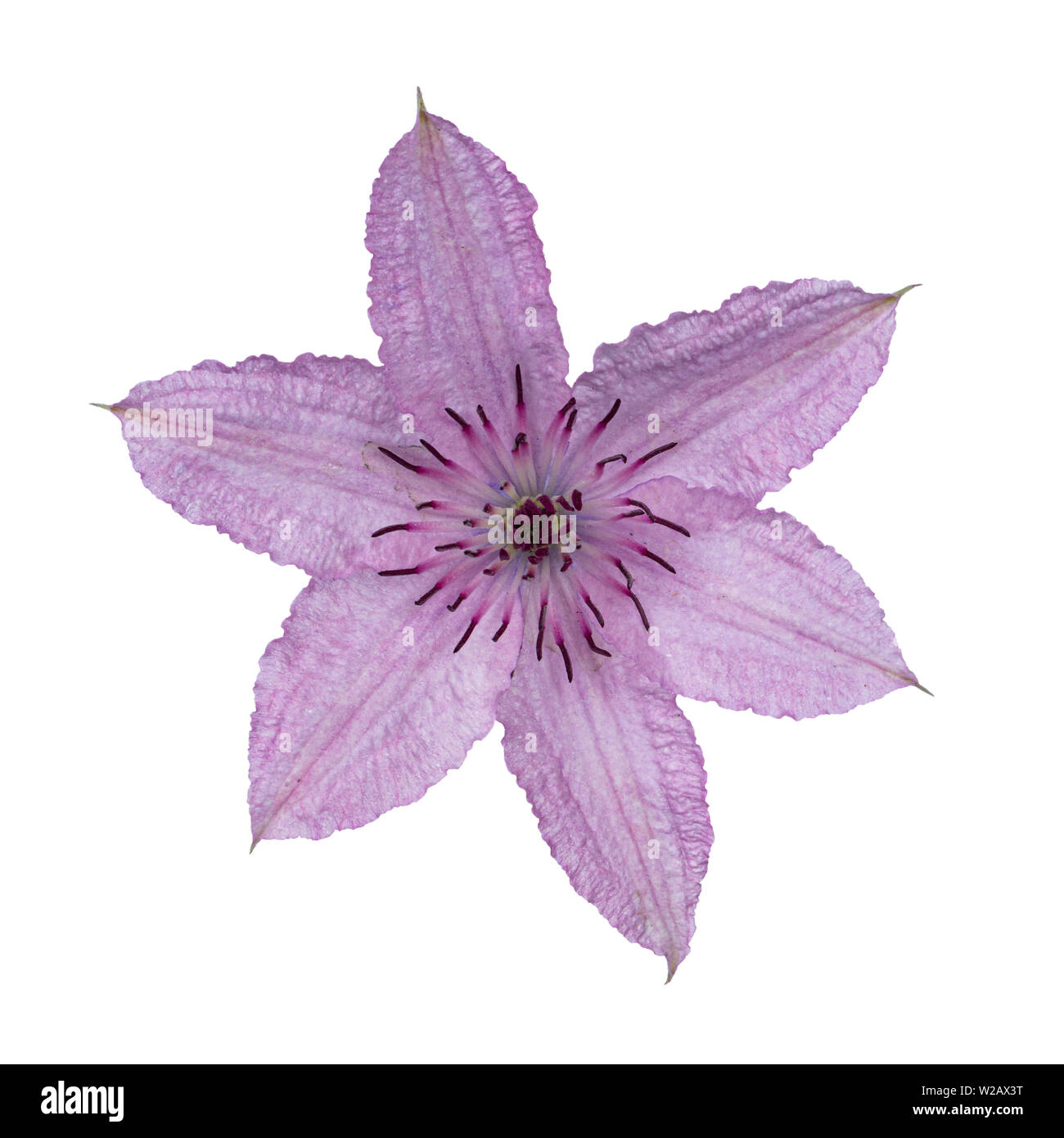 Top view of single blooming Clematis Hagley Hybrid flowe. Isolated on white background. Stock Photo