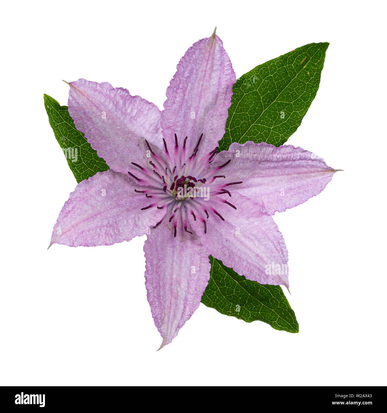 Top view of single blooming Clematis Hagley Hybrid flower with leafs. Isolated on white background. Stock Photo