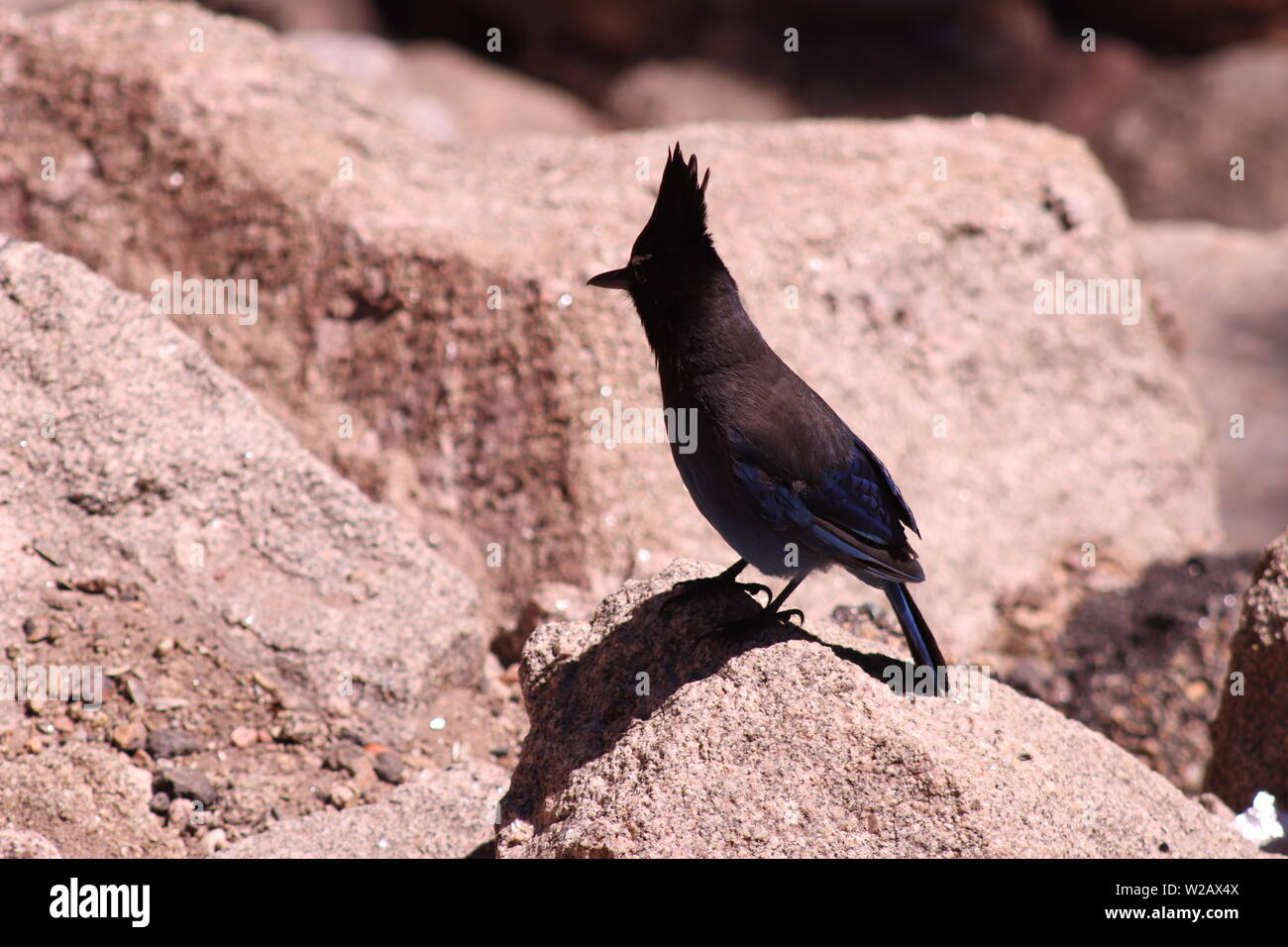 A Bluejay (Cyanocitta cristata) at the Estes Park Welcome sign Stock Photo