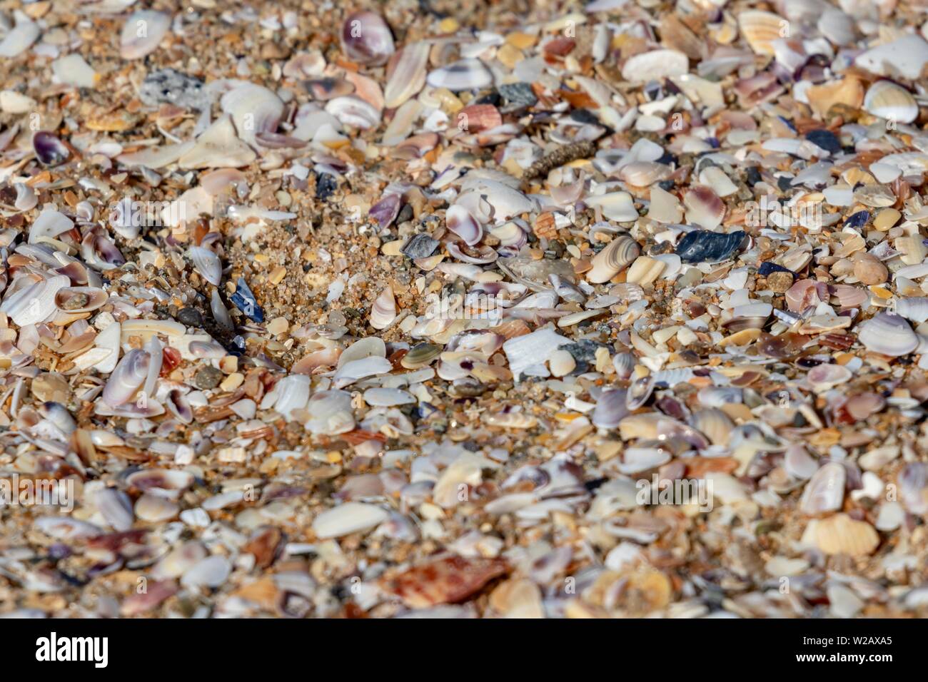 Seashells on the beach close up Stock Photo