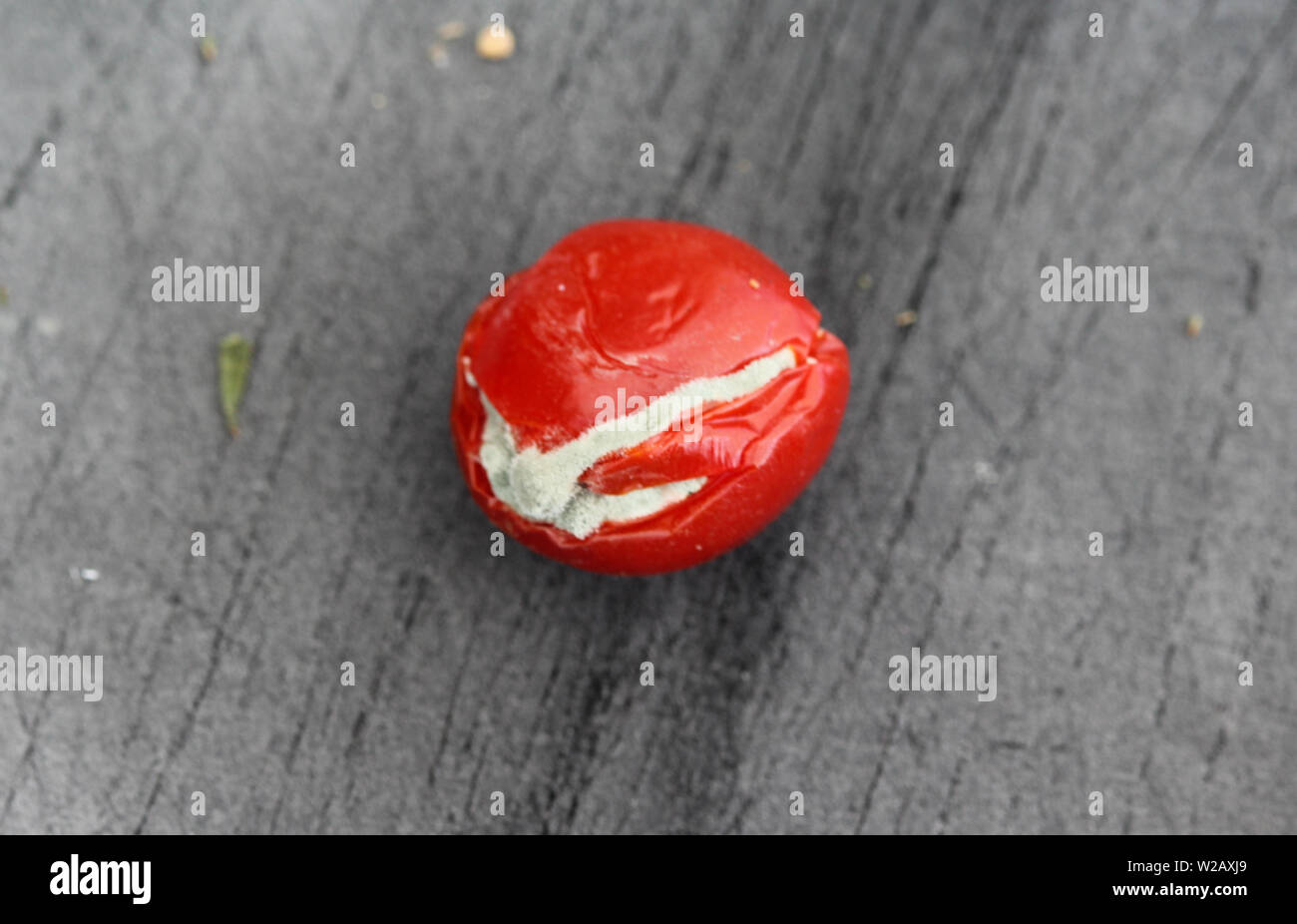 close up of Rotten cherry tomato on black cutting board background Stock Photo