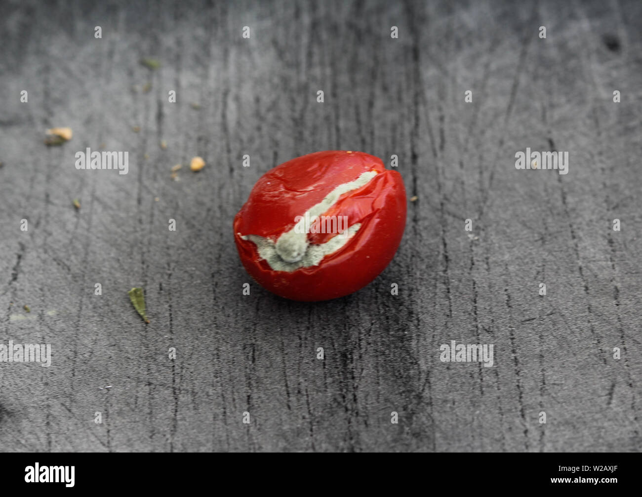close up of Rotten cherry tomato on black cutting board background Stock Photo