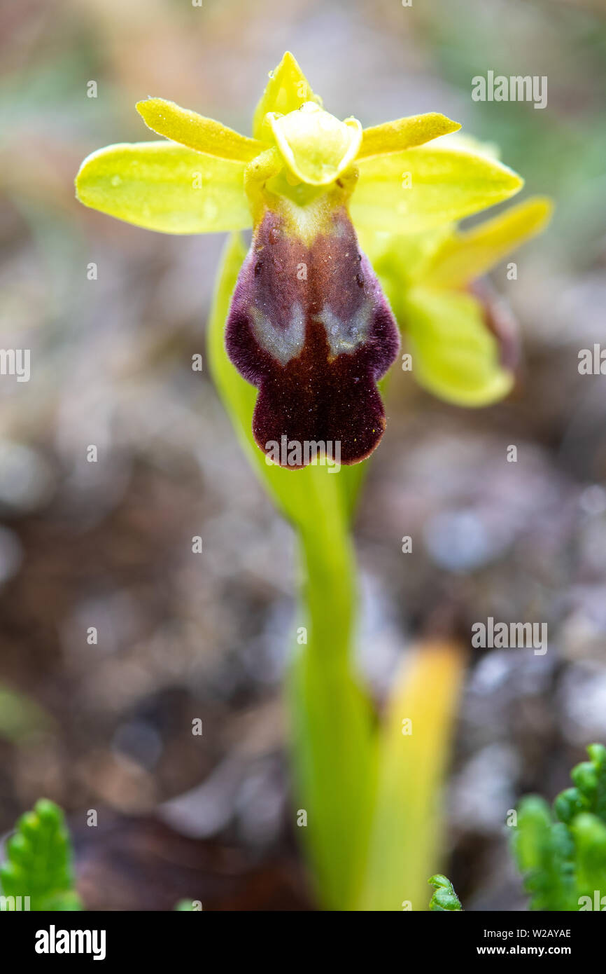 Dingy Bee Orchid (Ophrys fusca) flower Stock Photo