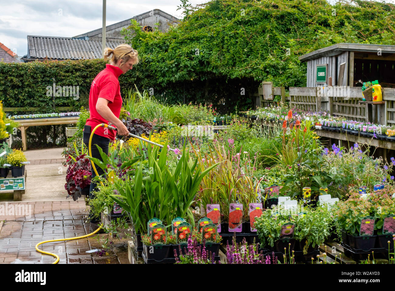 Garden Centre woman staff member watering the plants at the close of business. Stock Photo
