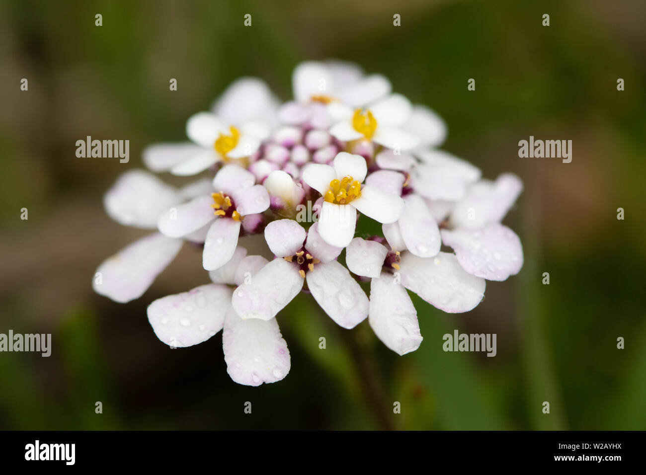 Pruit's Candytuft (Iberis carnosa) flower Stock Photo