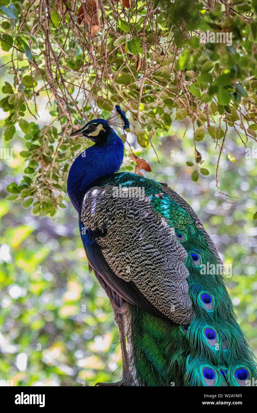 Peacock in the wild profile Stock Photo