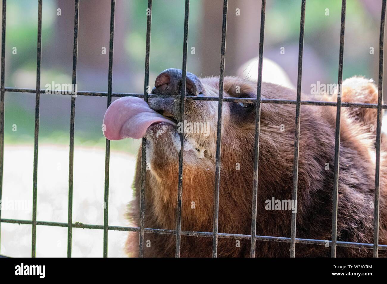 american brown bear sticking tongue through fence Stock Photo