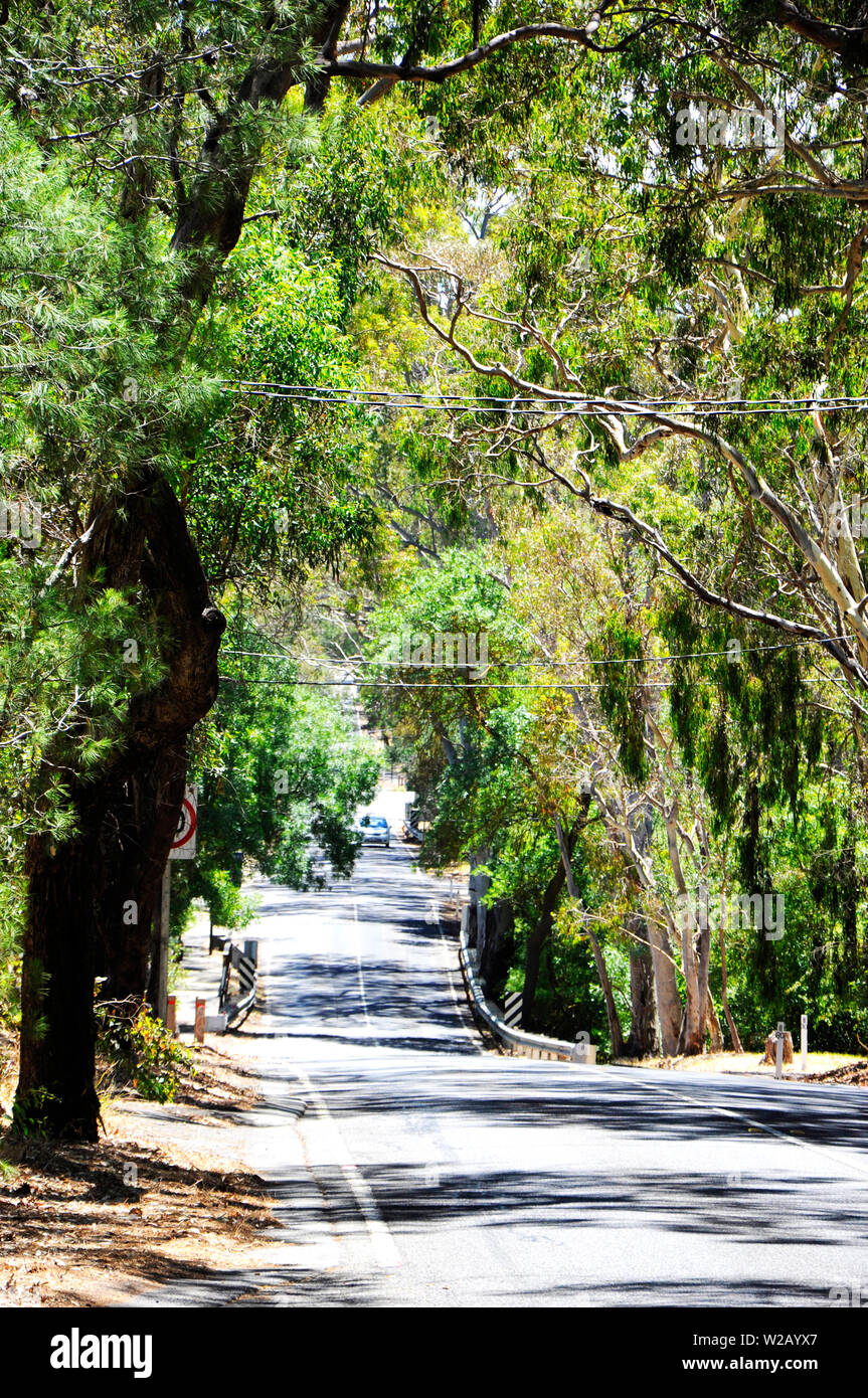 Road leading through natural Australian bushland and native eucalyptus