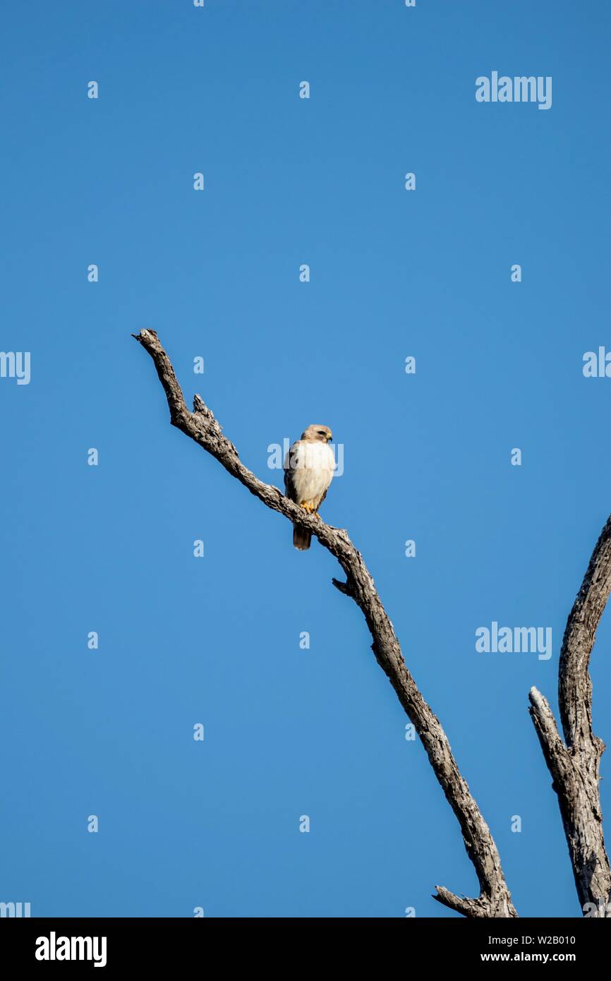 Hawk on a dead tree branch Stock Photo