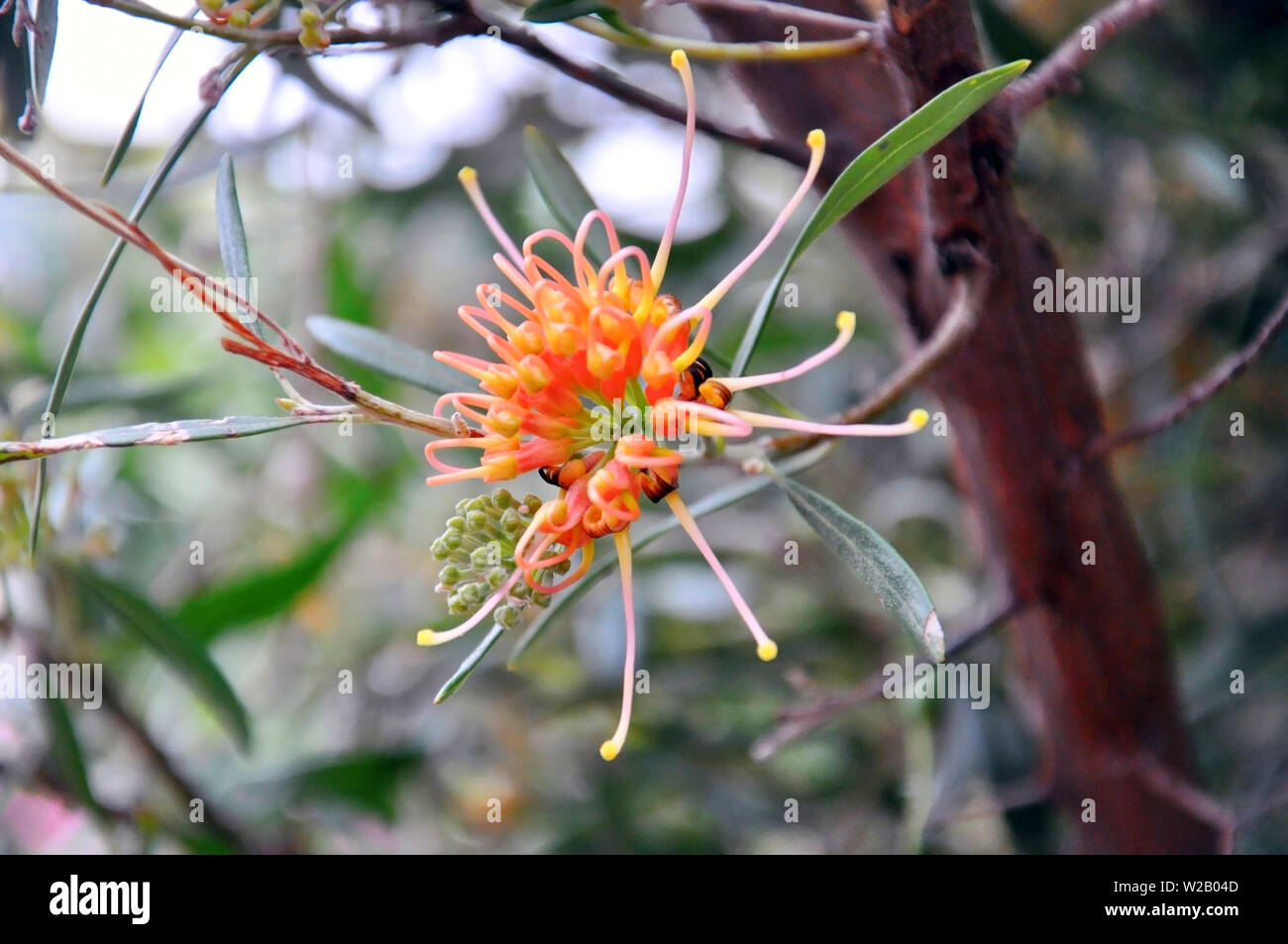 Australian Native Plant, Grevillea 'Apricot Glow', cultivar of Grevillea olivacea with clusters of apricot orange spider flowers in winter and spring. Stock Photo